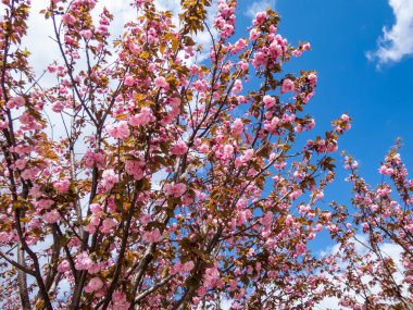 Japonya 'nın güzel, pembe kiraz çiçekleri mavi gökyüzünün altındaki kiraz ağacının dallarında ve gövdesinde çiçek açıyor. Narin ve romantik bahar çiçekleri.