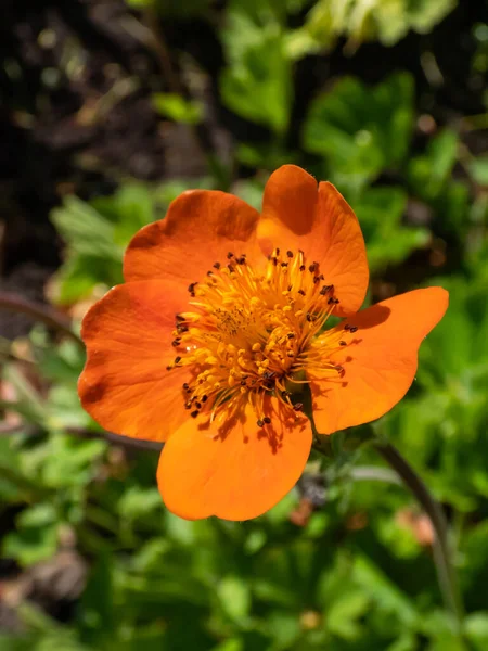Macro Shot Geum Heldrichii Flowering Saucer Shaped Bright Orange Flowers — Stock Photo, Image