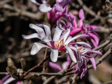 Pembe yıldız şeklinde çiçek açan yıldız manolyasının yakın plan çekimi - Magnolia stellata cultivar 'Rosea' nın parlak güneş ışığı altında. Güzel manolya manzarası