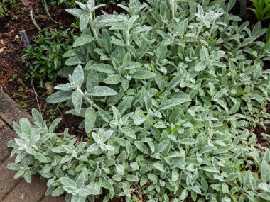 Kuzu kulağı (Stachys byzantina) 'Gümüş Halı'. Sonsuz yeşil halı, gri-beyaz, yumuşak, yünlü yaprakların yoğun hasırı yağmurdan sonra çarpıcı bir zemin örtüsü oluşturur.