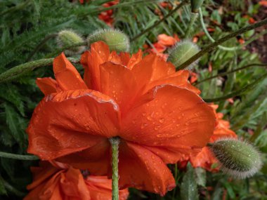 Doğulu gelinciğin (Papaver orientale) 'Olympia' nın yaz mevsiminde bahçe yatağında portakal çiçeğiyle çiçek açtığı yakın plan çekimi.