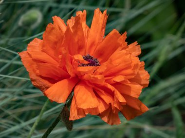 Doğulu gelinciğin (Papaver orientale) 'Olympia' nın yaz mevsiminde bahçe yatağında portakal çiçeğiyle çiçek açtığı yakın plan çekimi.