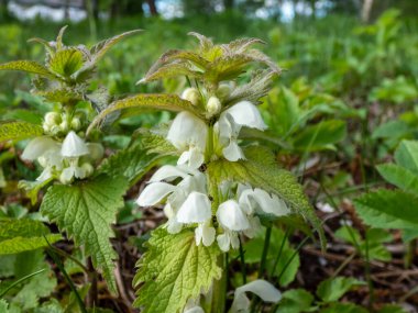 Beyaz ısırgan otu (Lamium albümü) yaz aylarında yeşil bitki örtüsüyle çevrili çayırlarda beyaz çiçeklerle çiçek açar.