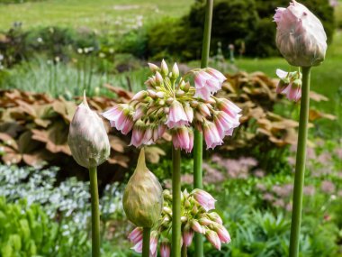 Allium Tripedale 'in soluk pembe çiçekleri. Yıldız şeklinde ya da çan şeklinde çiçekleri yeşil bahçeli yapraksız bir sapın üzerinde.