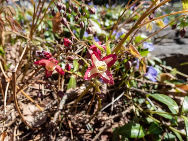 Close-up of the spreading plant with heart-shaped leaves - the Red Barrenwort, Fairy wings or Bishop's Hat (Epimedium x rubrum) flowering with tiny, crimson and pale yellow flowers