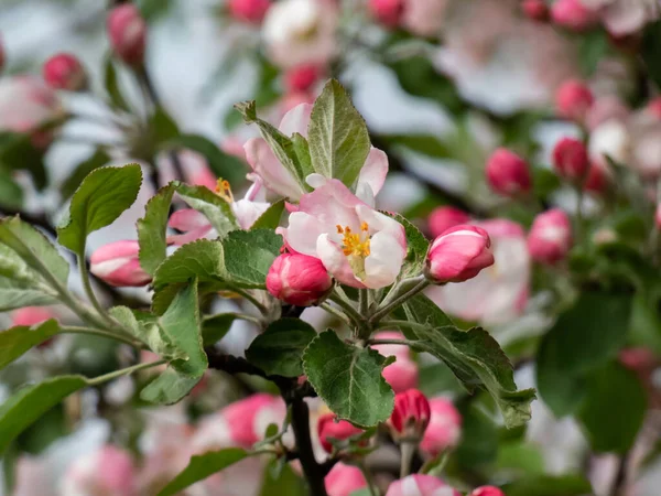 Vita Och Rosa Knoppar Och Blommor Äppelträd Blommar Fruktträdgård Efter — Stockfoto