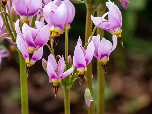 Groupe Fleurs Roses Primula Meadia Étoile Filante Étoile Filante Orientale — Photo