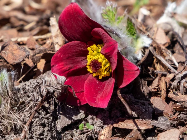 Kırmızı Pasque Çiçeği ya da Kırmızı Meadow Anemona- Pulsatilla Rubra 'nın yakın plan çekimi. Baharın başlarında kısa saplı altın sarısı pullu, çan şeklinde koyu kırmızı çiçeklerle övünüyor.