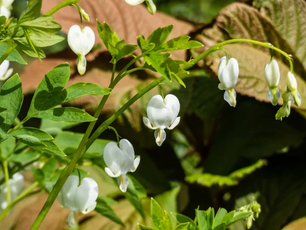 White bleeding heart (Dicentra spectabilis) 'Alba' with divided, light green foliage and arching sprays of pure white, heart-shaped flowers with protruding white petals, which dangle above the foliage