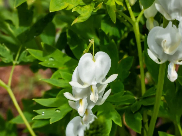 Beyaz kanayan kalp (Dicentra spektabilis) 'Alba' bölünmüş, açık yeşil yapraklar ve saf beyaz, kalp şeklindeki çiçek kavisleri, yaprakların üzerinde sarkan beyaz yapraklar