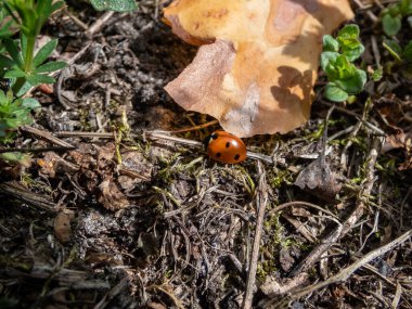 Yedi noktalı uğur böceğinin (Coccinella septempunctata) karaya oturması. Elytra kırmızıdır, her biri üç siyah noktayla noktalanır, iki kavşağın üzerinde bir tane vardır.
