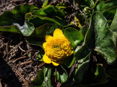 Büyüleyici bir düğün çiçeği çeşidi (Ranunculus ficaria) 'Tasma' küçük, kalp şeklinde yeşil yapraklarla çiçek açan, ilkbaharda güneş ışığında eşsiz çift sarı çiçekler