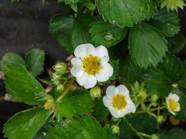 Çilek çiçeklerinin matrosu, ayrıntılı mantarlı (androecium) bir daire şeklinde sıralanmış ve bir bahçe manzarasında yeşil bir çilek bitkisinin üzerindeki beyaz yapraklarla çevrelenmiş.