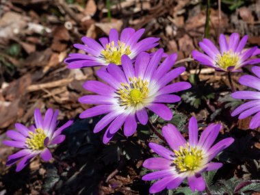 Balkan şakayığına yakın plan, Yunan rüzgâr çiçeği veya kış rüzgârçiçeği (Anemone blanda veya Anemonoides blanda) 'Büyüleyici' baharda bahçesinde muhteşem, pembe çiçekler açan