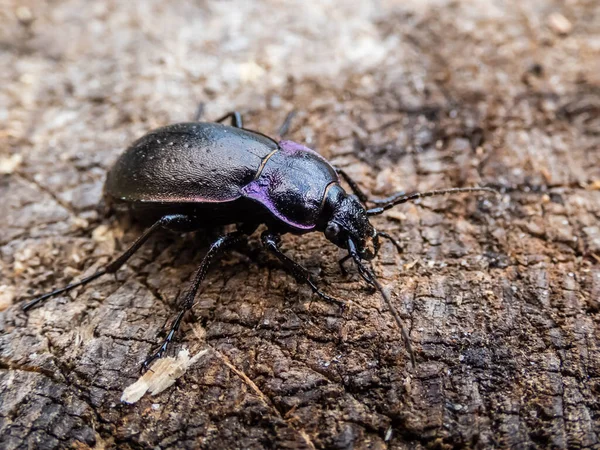 Macro Shot Bronze Ground Beetle Bronze Carabid Carabus Nemoralis Gran — Foto de Stock