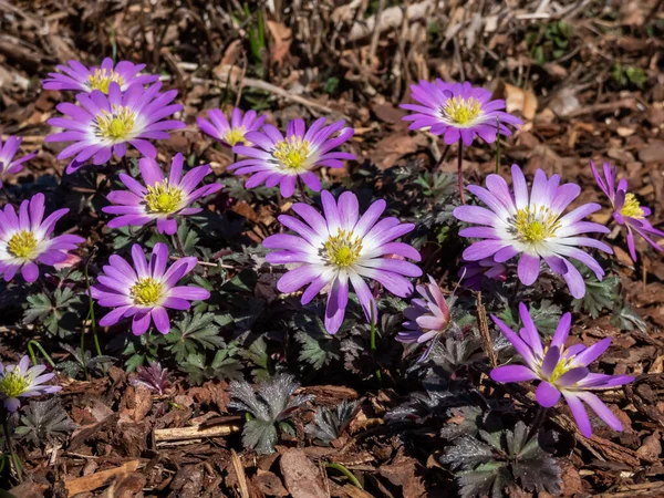 Közelkép Balkáni Anemone Görög Szélvirág Vagy Téli Szélvirág Anemone Blanda — Stock Fotó