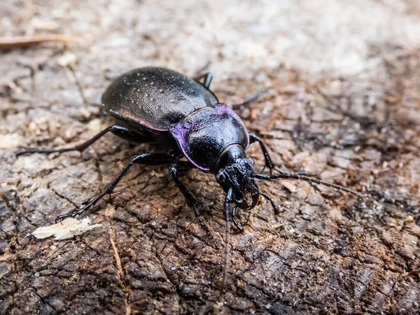 Macro Shot Bronze Ground Beetle Bronze Carabid Carabus Nemoralis Gran — Foto de Stock