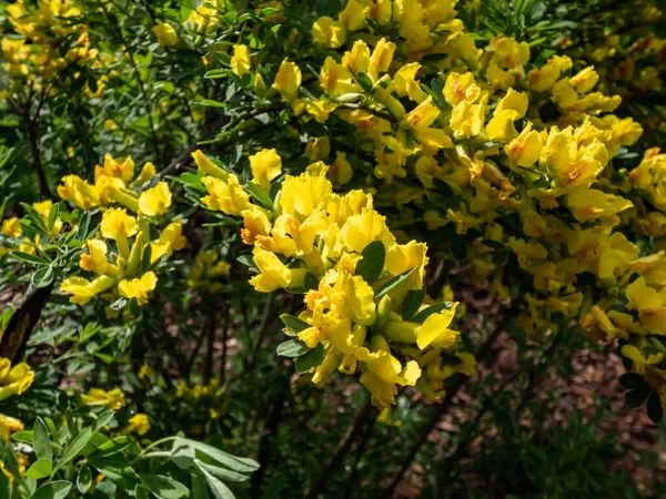 Close Shot Yellow Buds Flowers Ornamental Shrub Legume Family Cytisus — Stock Photo, Image