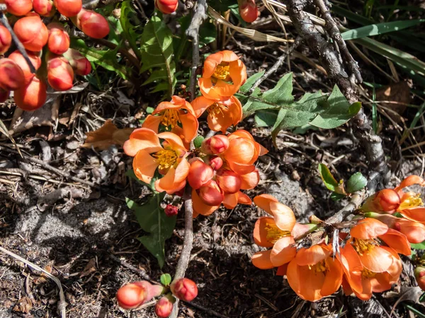 Szczelnie Ujęcie Pomarańczowej Pigwy Cydonia Kwiaty Pąki Gałęziach Krzewu Otoczony — Zdjęcie stockowe