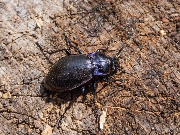 青銅製の地甲虫または青銅製のカラビド カラブス ネメラリス のマクロショット 大規模な黒い地甲虫で 光沢があり 楕円形の虹彩紫色の縁がある — ストック写真