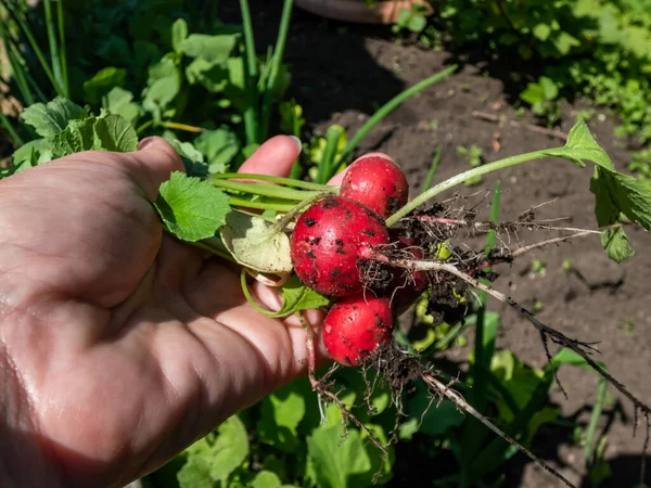 Mano Mujer Sosteniendo Planta Madura Rábano Rojo Rosa Raphanus Raphanistrum —  Fotos de Stock