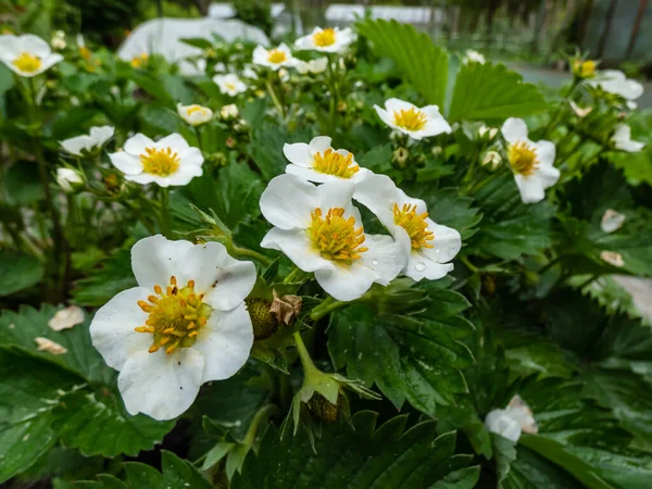 Makro Kwiatów Truskawki Szczegółowymi Łodygami Androecium Ułożonymi Kole Otoczonymi Białymi — Zdjęcie stockowe