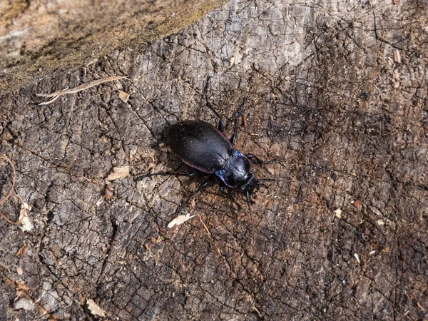 Makroaufnahme Des Bronze Laufkäfers Oder Bronze Karabides Carabus Nemoralis Ein — Stockfoto