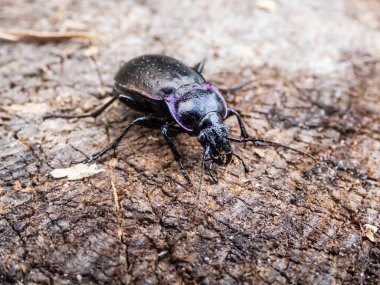 Bronz toprak böceği ya da bronz karabid (Carabus nemoralis) - bakır parıltılı ve yanardöner mor kenarlı büyük, siyah bir yer böceği.