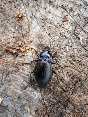 Bronz toprak böceği ya da bronz karabid (Carabus nemoralis) - bakır parıltılı ve yanardöner mor kenarlı büyük, siyah bir yer böceği.