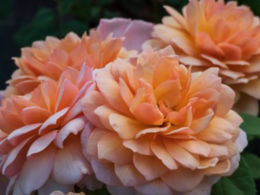 2001 'de David Austin' den English Shrub Rose 'Grace. Güzel, saf kayısı çiçekleri ortada daha koyu, kenarlara doğru soluk refleksli dış taç yaprakları ve sıcak çay kokusuyla.