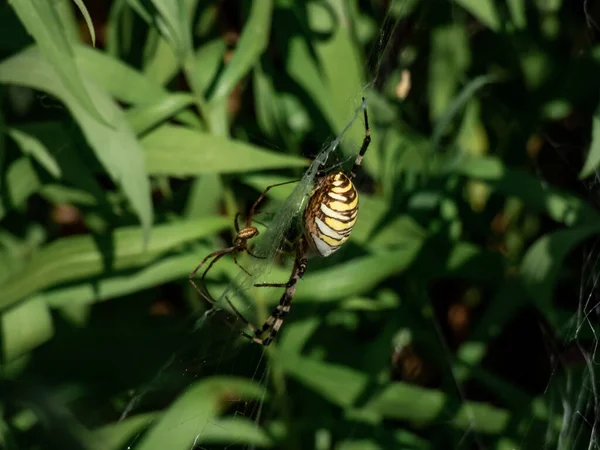 의성인 Argiope Bruennichi 거미줄에 노란색 과검은 무늬가 암컷의 보이는 크기의 — 스톡 사진