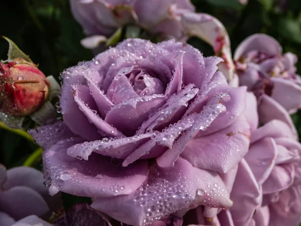 Close Van Uitstekende Ouderwetse Lavendelroos Novalis Met Meerlaagse Paarse Bloemen — Stockfoto