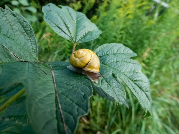 亮黄色蜗牛的宏观镜头 白唇蜗牛或花园带条纹蜗牛 Cepaea Hortensis 在明亮的阳光下爬在绿叶上 — 图库照片