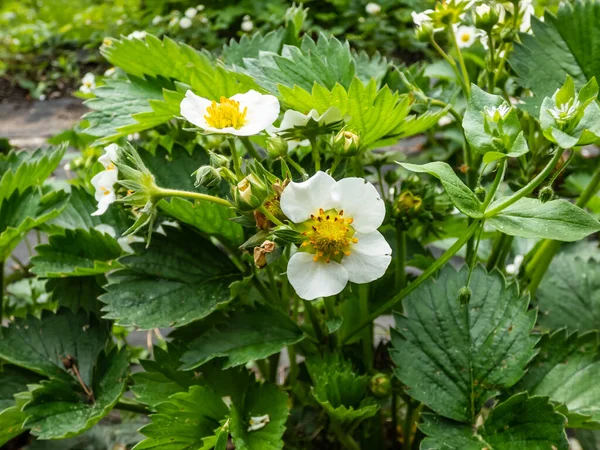 Macro Fiori Fragola Con Stami Dettagliati Androecium Disposti Cerchio Circondati — Foto Stock