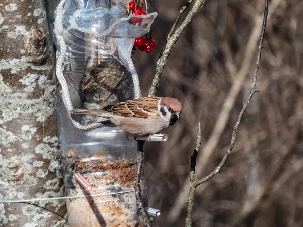 The eurasian tree sparrow (Passer montanus) visiting bird feeder made from reused plastic bottle full with grains and seeds in a winter day. Bird feeder bottle hanging in the tree