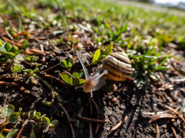 Macro Shot Striped Snail White Lipped Snail Garden Banded Snail — Stock Photo, Image