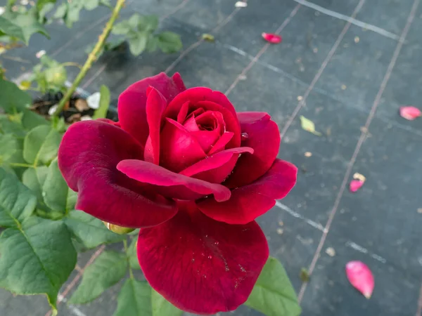 Close Van Roos Grafin Von Hardenberg Met Prachtige Bloemen Die — Stockfoto