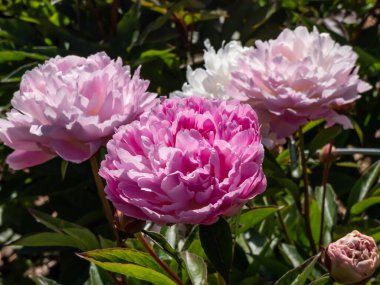 Full Double Paeonia lactiflora 'nın çift, zengin pembe çiçekleri Bayan Eckhart. Her yaprak derin bir şekilde kesilmiş. Çiçekler fırfırlı görünüyor.