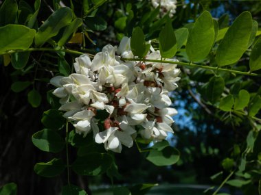 Güzel beyaz, siyah çekirge veya sahte akasya (robinia psödoacia) çiçekleri yazın parlak güneş ışığında sarkan gevşek kümeler halinde dizilmiş ağaçlardır. Çiçek arka planı