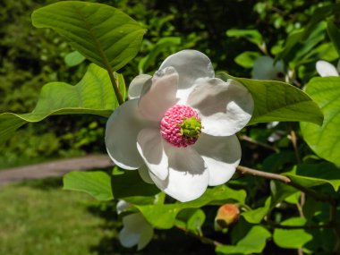 Makro bardak şat Siebold 'un manolyasını ya da Kore dağ manolyasını ve Oyama manolyasını (Magnolia Kuşatması) şekillendirdi.