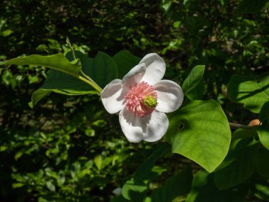 Makro bardak şat Siebold 'un manolyasını ya da Kore dağ manolyasını ve Oyama manolyasını (Magnolia Kuşatması) şekillendirdi.