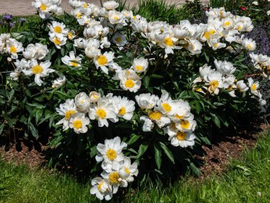 Paeonia lactiflora 'Whitleyi Major' un Macro 'su - kavrulmuş, kremsi beyaz, tek çiçekli, 10 cm genişliğinde, belirgin sarı puantiyeli yaz başında çiçek açıyor.