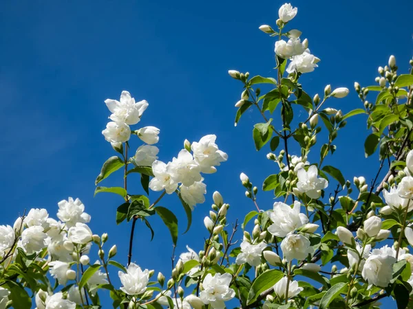バーチャルモックオレンジ Philadelphus Virginalis のクローズアップ Girandole 公園内の光沢のある白い花を咲かせる2つの花の落葉ハイブリッド低木 — ストック写真