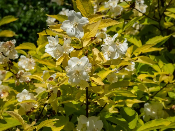 コーカサス モッカルス オレンジ Philadelphus Caucasicus 初夏に 非常に芳香があり カップ状でクリーミーな白花をたくさん咲かせる鮮やかな黄金の卵形の葉を持つ Aureus — ストック写真