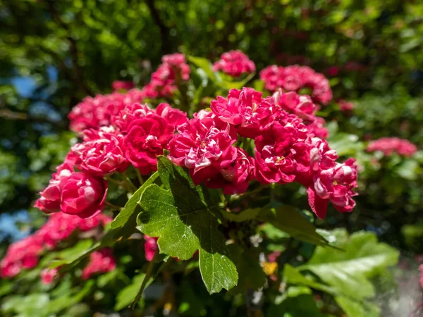 小而低分枝的树 英格兰山楂 Crataegus Laevigata 保罗红 夏天在明亮的阳光下绽放着一丛簇双瓣玫瑰红色的花 — 图库照片