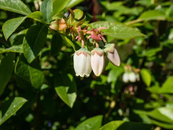 Bahçe Bahçesinde Yeşil Yapraklarla Çevrili Yabanmersini Dallarında Yetişen Beyaz Yaban — Stok fotoğraf