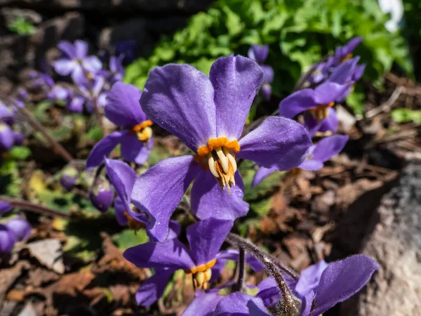 ロゼット状の常緑多年草 ピレネー バイオレット または ロゼット ムレイン の黄色の代表的な花を持つ魅力的で5弁の紫色の花のクローズアップ ラモンダ ミコーニ — ストック写真