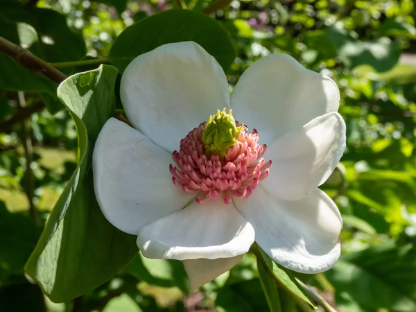 Makro bardak şat Siebold 'un manolyasını ya da Kore dağ manolyasını ve Oyama manolyasını (Magnolia Kuşatması) şekillendirdi.