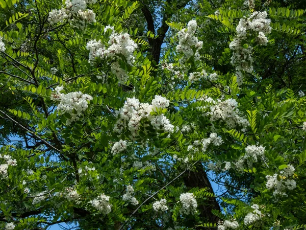 Beautiful White Large Flowers Black Locust False Acacacia Robinia Pseudoacacia — стоковое фото