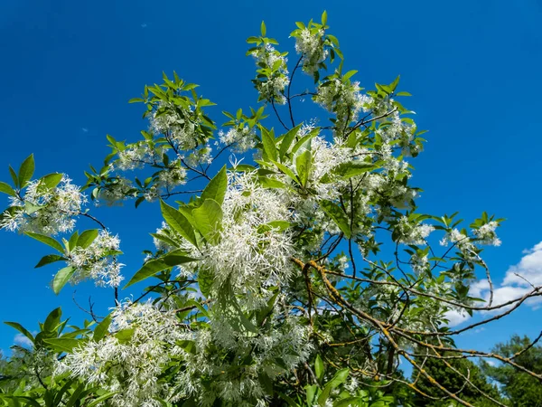 Pequeño Árbol Flanco Blanco Chionanthus Virginicus Con Flores Ricamente Perfumadas —  Fotos de Stock